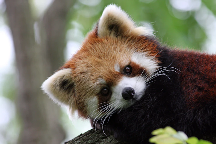 Photo of Red Panda Habitat