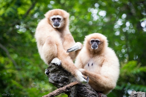 Photo of Gibbon Island