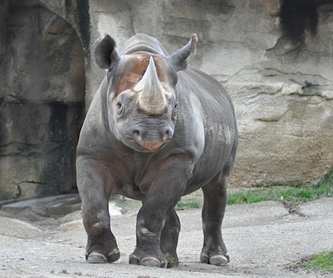 Photo of Rhino Reserve