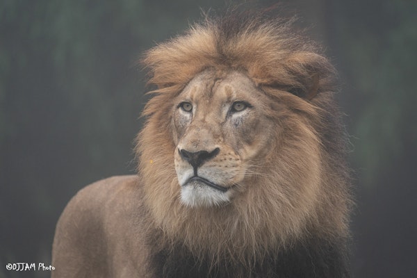 Photo of African Lion Habitat