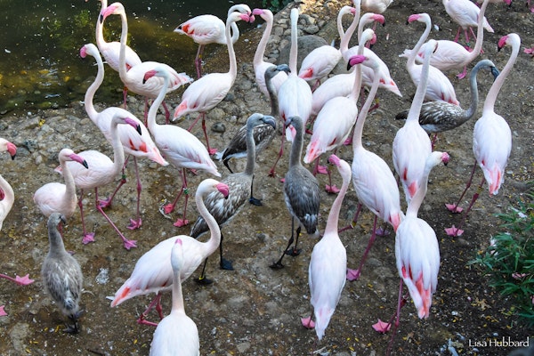 Photo of Flamingo Habitat