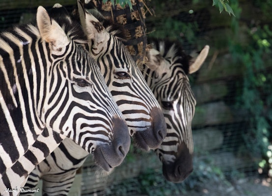 Photo of Zebra Habitat