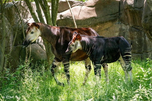 Photo of Okapi Habitat