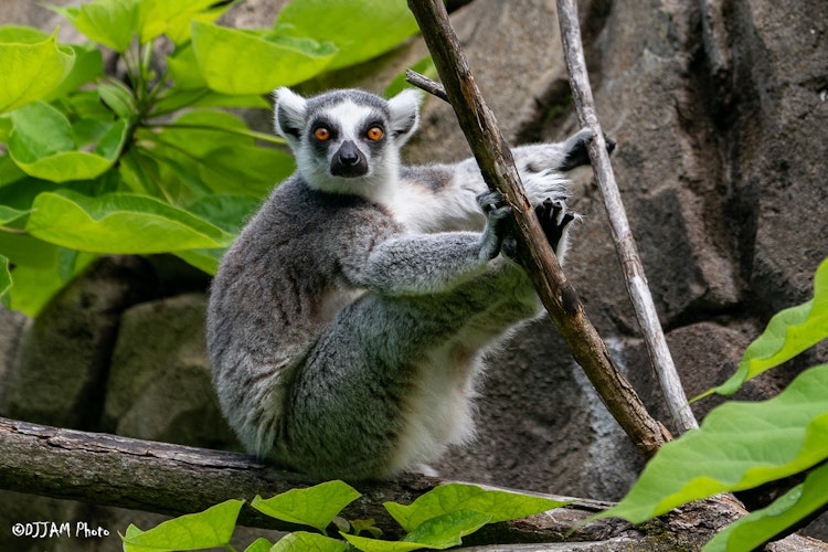 Photo of Lemur Lookout