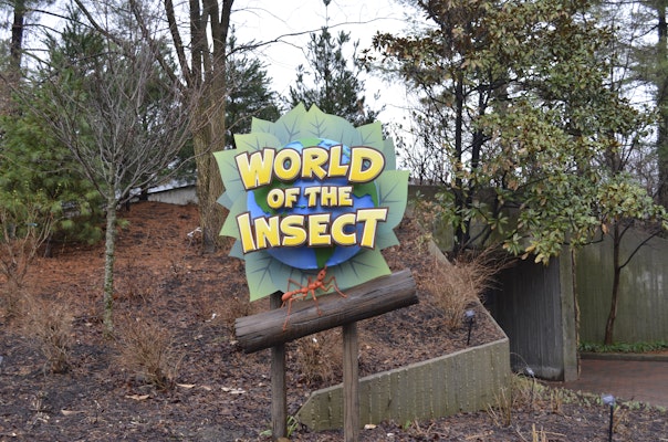 Photo of World of the Insect