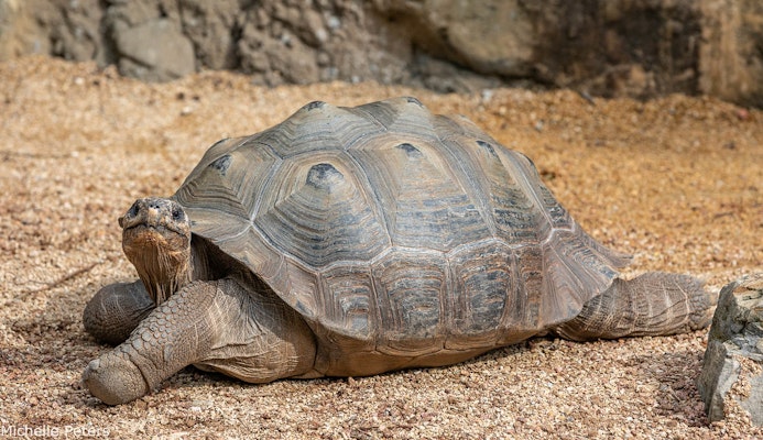 Photo of Galapagos Tortoise Habitat