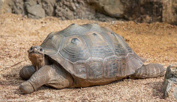 Photo of Galápagos Tortoise Habitat