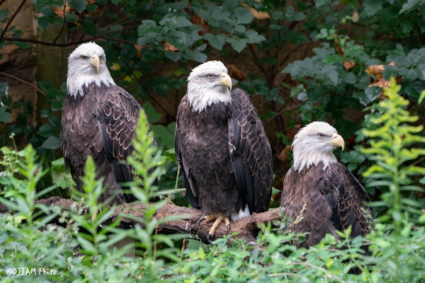 Photo of Bald Eagle Habitat