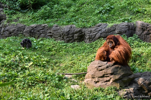 Photo of Tropical Asian Animals