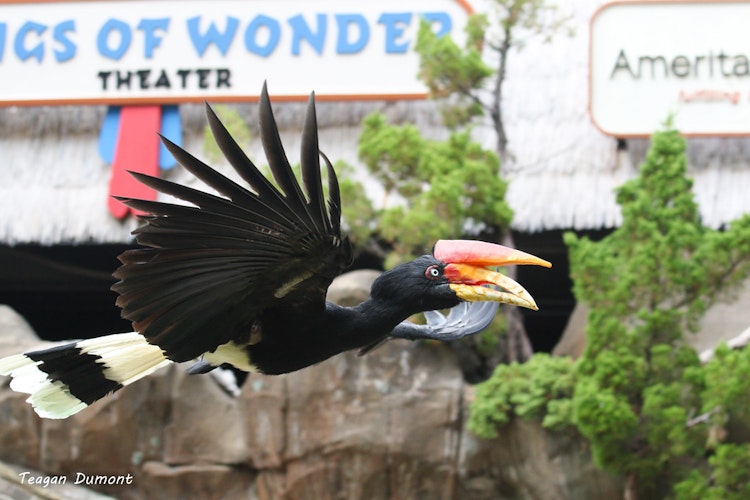 Photo of Wings of Wonder Theater