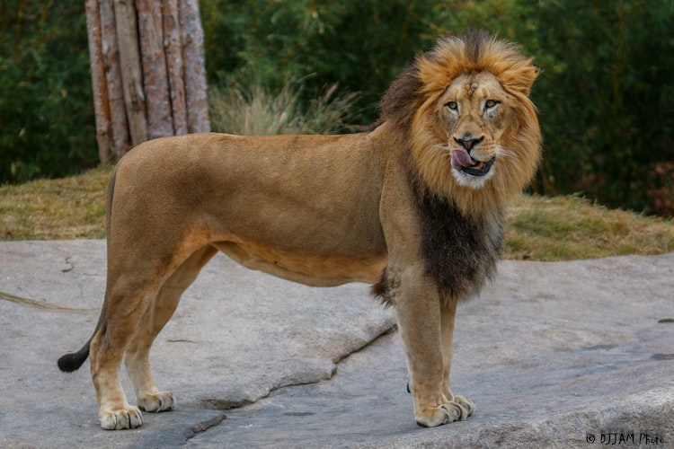 Photo of African Lion