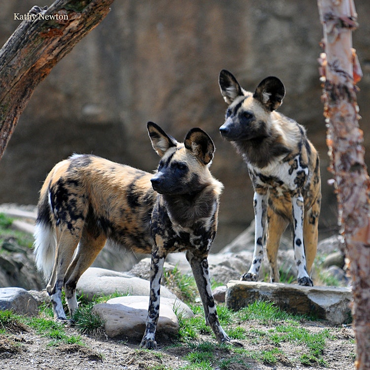 Photo of African Painted Dog