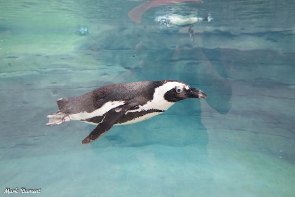 Photo of African Penguin