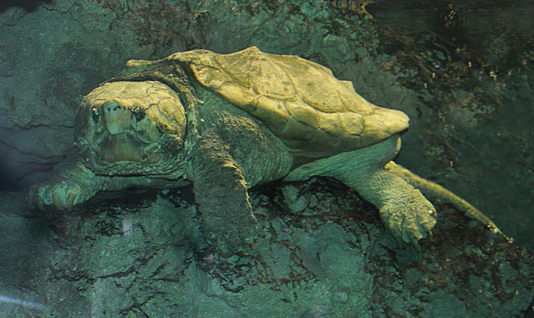 Photo of Alligator Snapping Turtle
