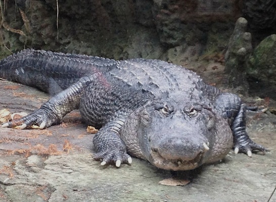 Photo of American Alligator 