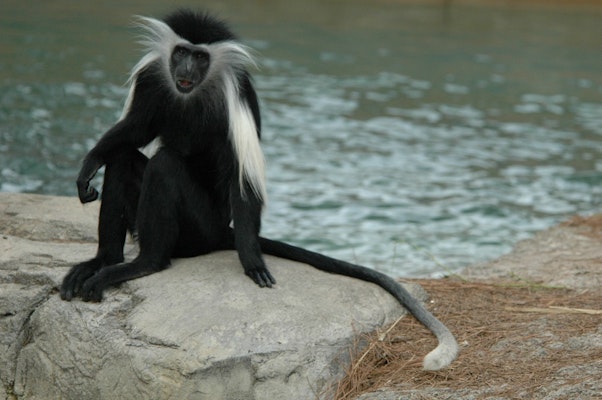 Photo of Angolan Colobus Monkey