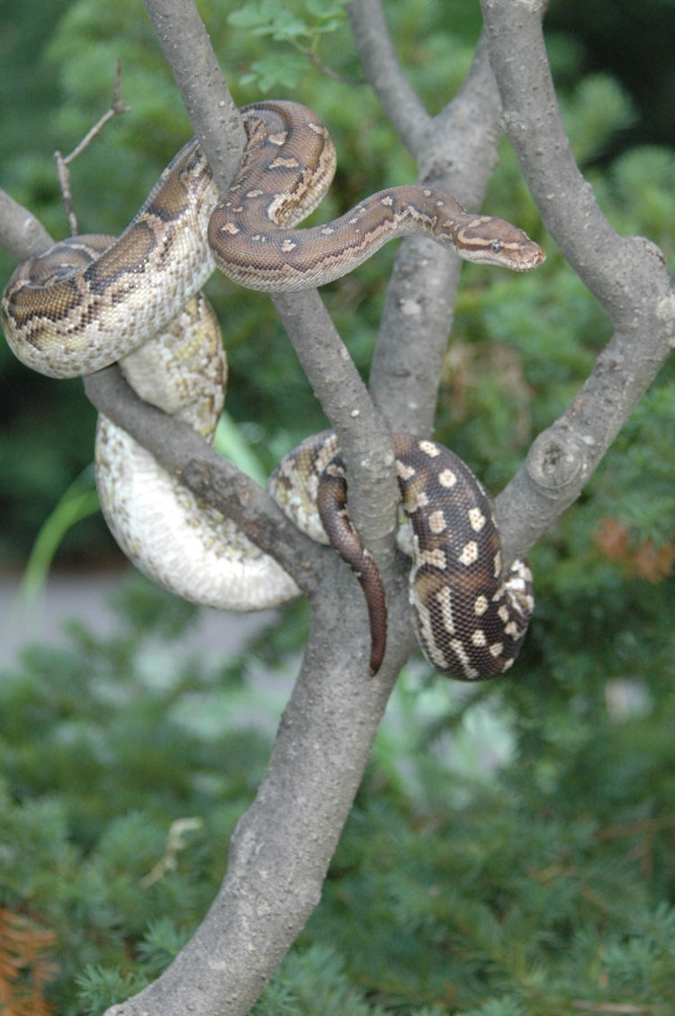 Photo of Angolan Python