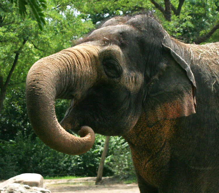 Photo of Asian Elephant