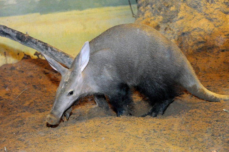 Photo of Aardvark