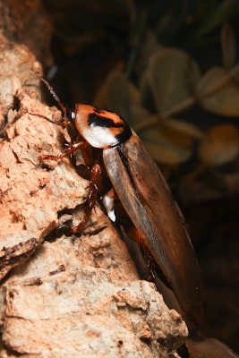 Photo of Bat Cave Cockroach