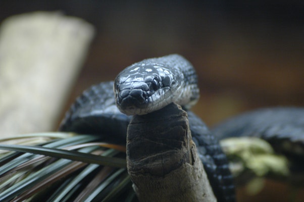 Photo of Black Rat Snake