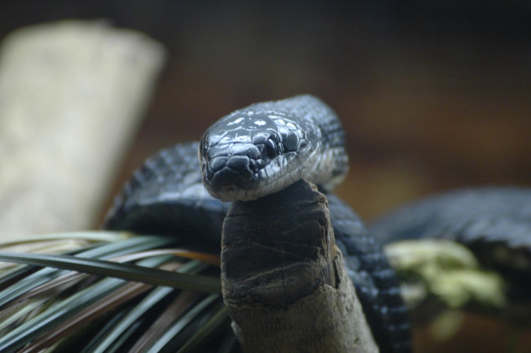 Photo of Black Rat Snake