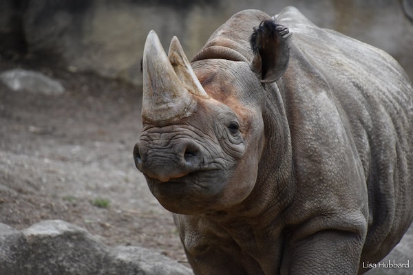 Photo of Black Rhinoceros