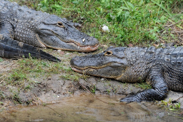Photo of Alligators