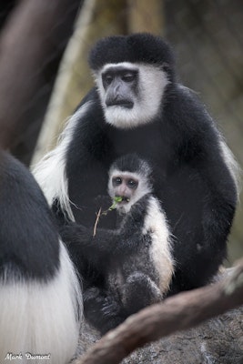 Photo of Black-and-White Colobus Monkey