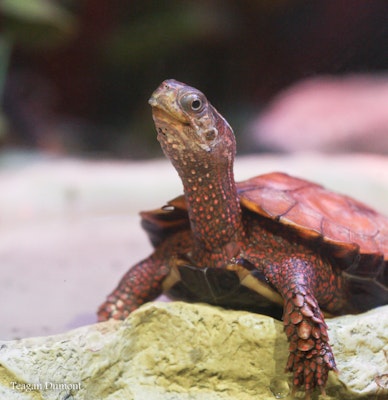 Photo of Black-Breasted Leaf Turtle