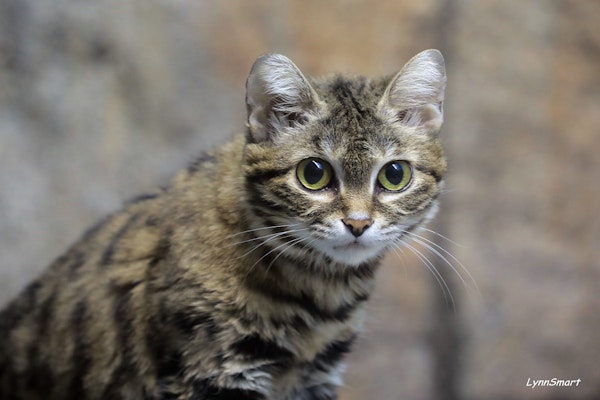 Photo of Black-Footed Cat