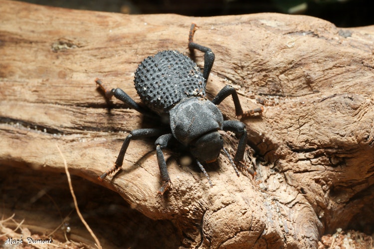 Photo of Blue Death Feigning Beetle