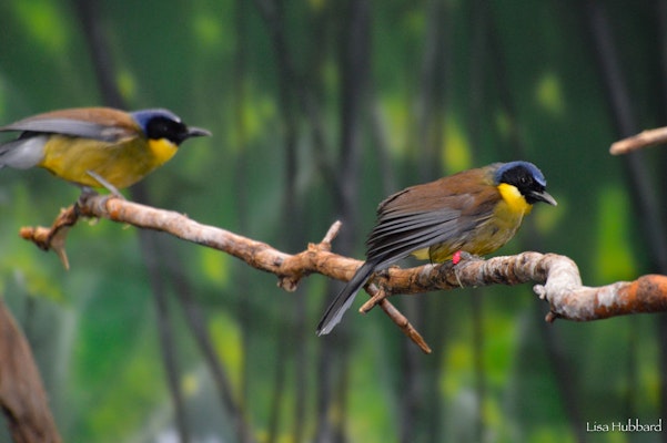 Photo of Blue-Crowned Laughing Thrush
