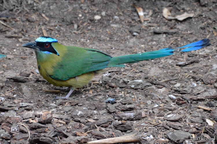 Photo of Blue-Crowned Motmot