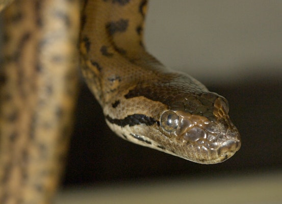 Photo of Anaconda