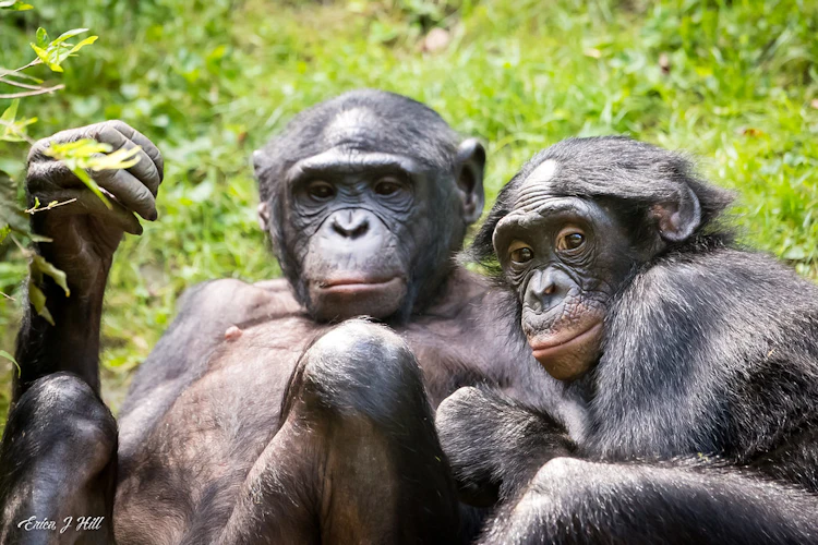Photo of Bonobo