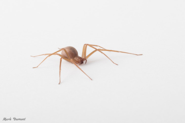 Photo of Brown Recluse Spider