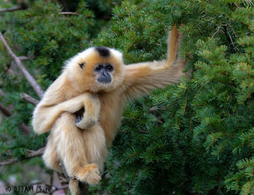 Photo of Buff-Cheeked Gibbon