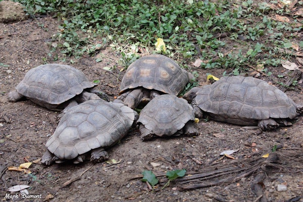 Photo of Burmese Brown Mountain Tortoise