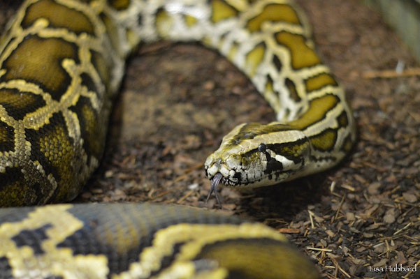 Photo of Burmese Python