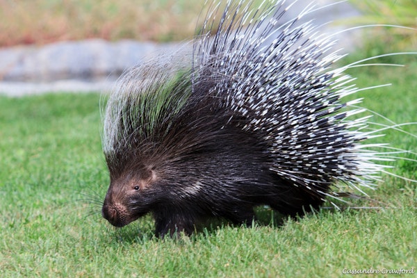 Photo of Cape Porcupine