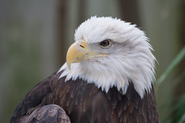 Photo of Bald Eagle