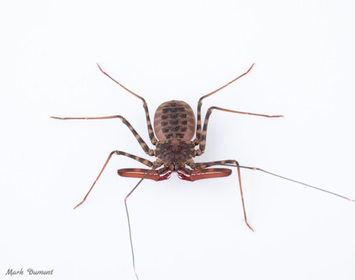 Photo of Cave Whip Spider