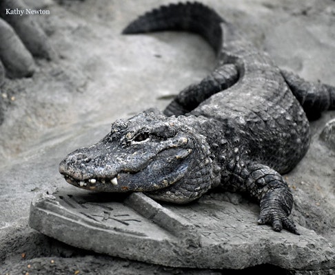 Photo of Chinese Alligator 