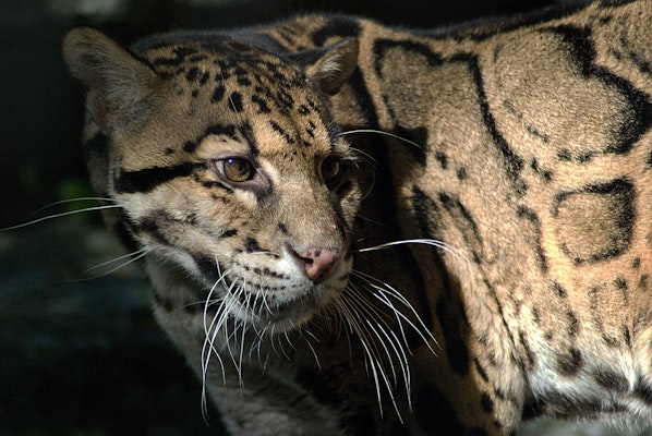 Photo of Clouded Leopard 