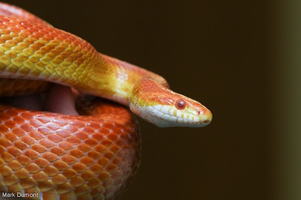 Photo of Corn Snake