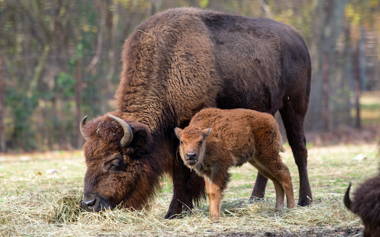 Photo of Bison