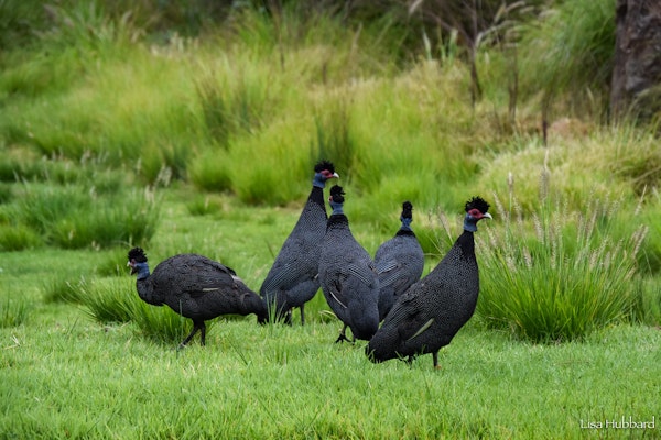 Photo of Crested Guineafowl