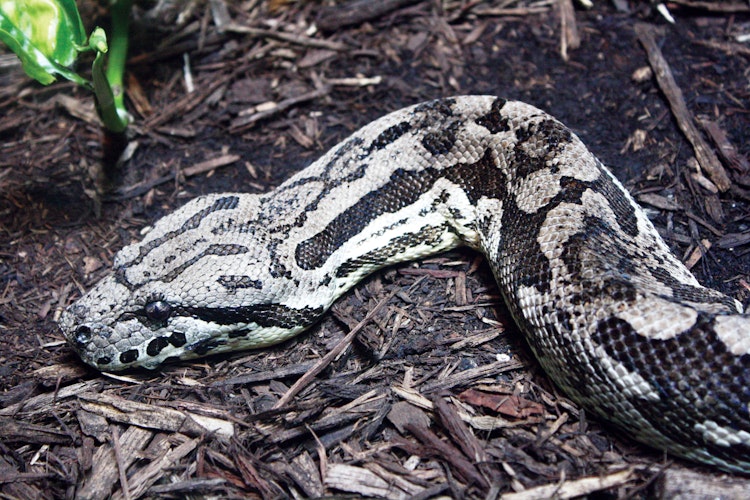 Photo of Dumeril's Ground Boa