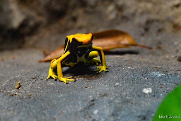 Photo of Dyeing Poison Dart Frog